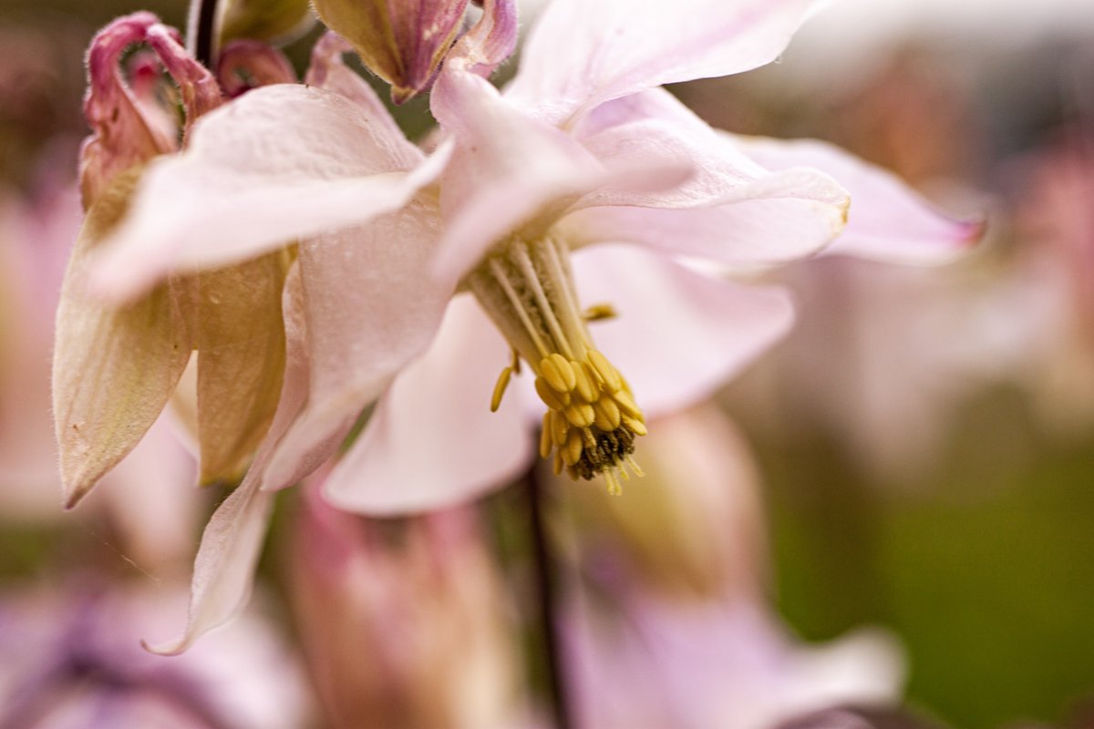 Wow, that rain we've had this week has really made the flowers outside come out in force!
