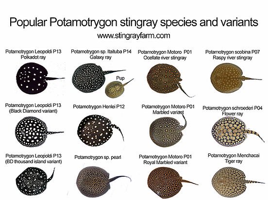 Taiwan_Stingray's tweet photo. アマゾンの淡水エイ一覧
#Potamotrygon #BlackDiamond #Henlei #Motoro #白化之鑰®️ #Leucistickey #プラチナヘテロ #アルビノ #直線 #アルビノプラチナヘテロ #プラチナエイ #白化 #淡水エイ #リュウシ #台湾ダイヤ #ブラックダイヤ #ビッグスポット #本場は違う https://t.co/xCevk3gmvH
