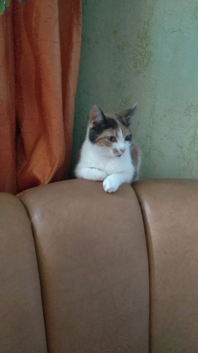 some_red_panda's tweet photo. Кошка начинает орать
(на самом деле она начинает отрать в другую сторону хехе) https://t.co/B17WXgVwjI
