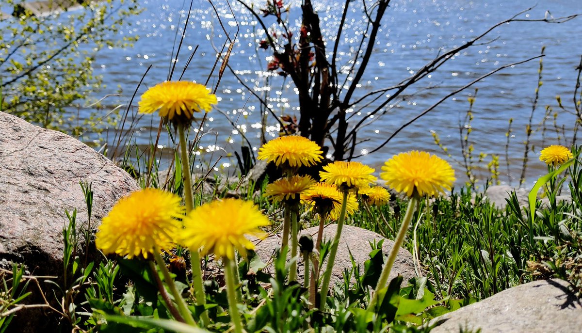 Seaside #dandelions 🌞 #Helsinki #NaturePhotography #StormHour #PhotoHour #myphoto