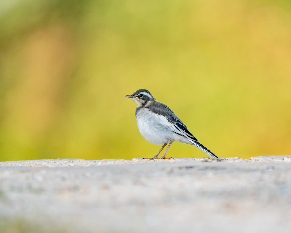 katembaluke's tweet photo. The African Pied Wagtail was kind enough to pose for me. 

#birdphotgraphy #sonyalpha #wildlifephotgraphy #wildlifephotography #birds #wildlife https://t.co/7W2EJzgg2F