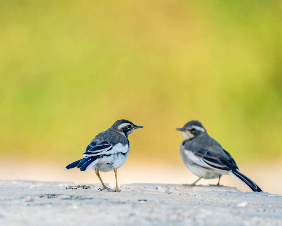 katembaluke's tweet photo. The African Pied Wagtail was kind enough to pose for me. 

#birdphotgraphy #sonyalpha #wildlifephotgraphy #wildlifephotography #birds #wildlife https://t.co/7W2EJzgg2F