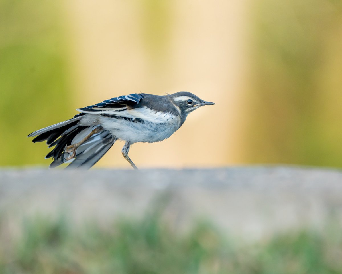 katembaluke's tweet photo. The African Pied Wagtail was kind enough to pose for me. 

#birdphotgraphy #sonyalpha #wildlifephotgraphy #wildlifephotography #birds #wildlife https://t.co/7W2EJzgg2F
