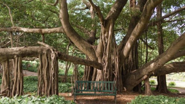 umbManchester's tweet photo. 🚀 Breaking news! The Strangler Fig talk is coming to Umbraco Manchester at Absurd (@absurd_agency)! Learn to upgrade your Umbraco application smoothly. Limited to 25 spots, act fast: https://t.co/VXYeQxLBr2 #UmbracoManchester #StranglerFig #Upgrade https://t.co/VxuRmkyGRm
