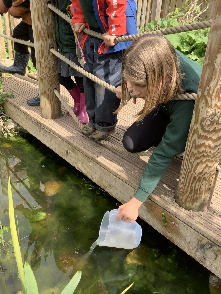 EACTBannermanRd's tweet photo. In March, Cali took some frogspawn home to observe how it would develop into tadpoles/froglets. She researched how to feed them and take care of them. Today, she returned them to school. She showed the reception children the froglets, then put them back in the pond. Amazing! https://t.co/TGfbdEhMxU