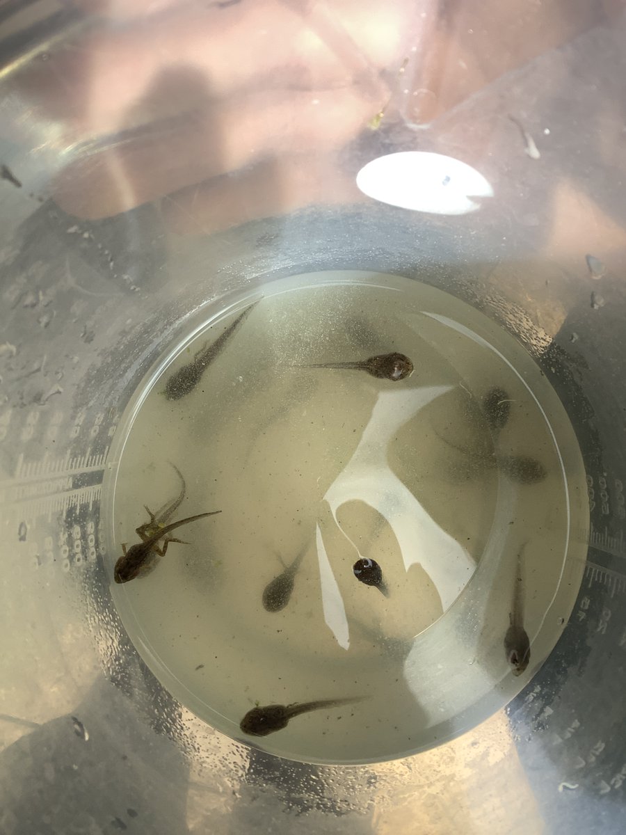 EACTBannermanRd's tweet photo. In March, Cali took some frogspawn home to observe how it would develop into tadpoles/froglets. She researched how to feed them and take care of them. Today, she returned them to school. She showed the reception children the froglets, then put them back in the pond. Amazing! https://t.co/TGfbdEhMxU