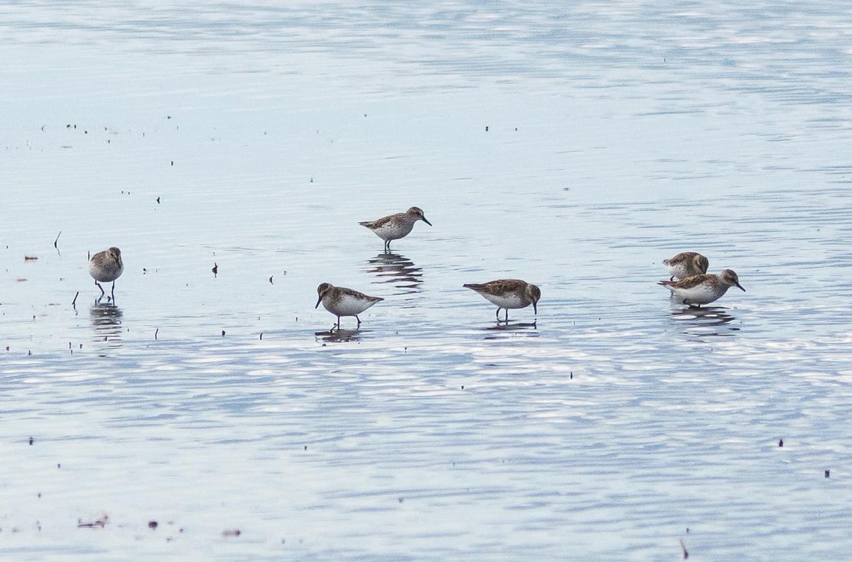 Identifying small sandpipers, commonly known as “peeps”, can be tricky sometimes. These are probably Semipalmated Sandpipers #birdwatching #birdphotography #nature #naturephotography #yeg #alberta #birdsofyeg #exploreedmonton #explorealberta