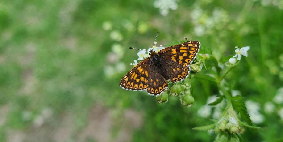 youngonesfive's tweet photo. What a beautiful find this morning... #DukeofBurgundy #Butterfly @savebutterflies @ThePhotoHour @StormHour #TwitterNatureCommunity #May2023 #Samsung20plus https://t.co/tcptSjbMoH