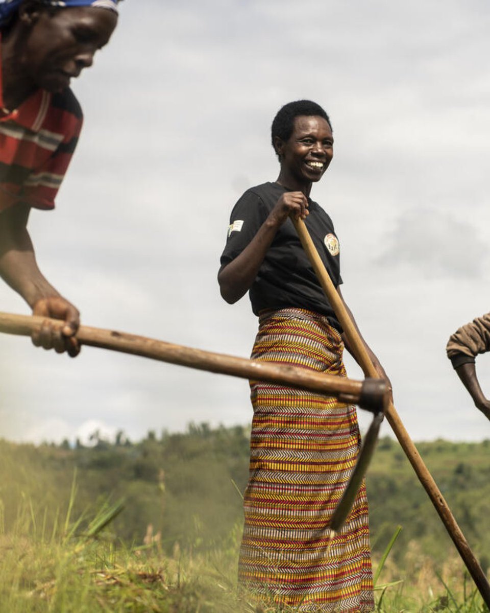 #BeyondTheMeals - agricultural production, #Rwanda

🌾Rwanda’s economy is dependent on agriculture but has limited land.

💵@WFP is helping take the agriculture sector from a low-production one to a value-creating one.

👍This will improve food security of Rwanda’s population.