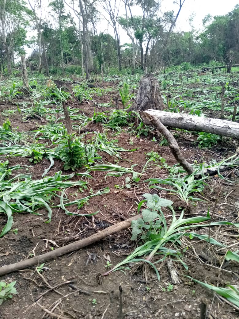 After inspection of Bugoma Forest, we started the actions of stopping more encroachment of the reserve. Here, our team is destroying a maize field planted inside the forest. How do you help? By supporting our Chimp Trap team. #StopHoimasugarnow bugomaconservation.org