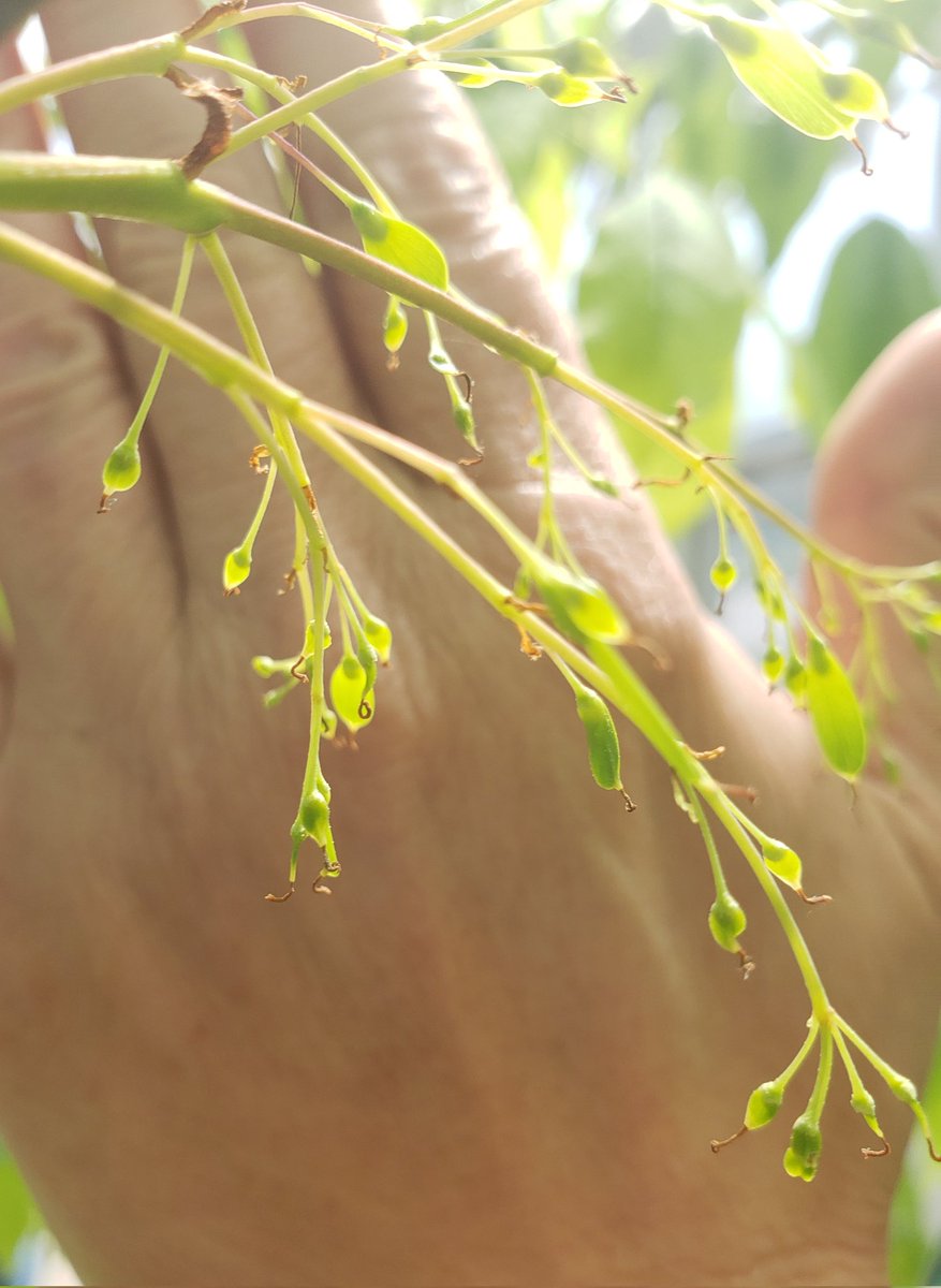 Cross-pollination between two lingering ash parents is looking promising - can see the beginning of seed development. Hoping they make it all the way 🤞