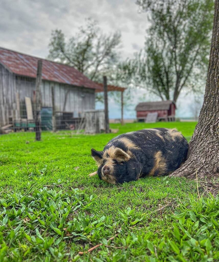 Happy Friday! I’m feeling a bit like this piggy! Tired and ready for a nap - and it’s only 7:30 am. 🤣

I worked hard getting my garden in this week! Have a few more things to plant next week, but for the most part, it is in! I’ll put pics up in my st… instagr.am/p/CsJKt0wr3Us/