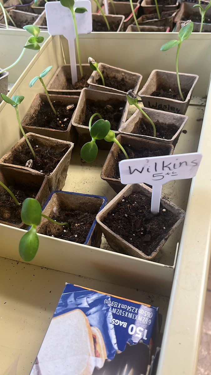 🌻 🌻🌻<a href="/misssteenbergen/">Logan Steenbergen</a> <a href="/molliewilkins22/">Mollie Wilkins</a> 🌻🌻🌻 <a href="/PotterGrayPride/">Potter Gray</a> Mammoth Sunflowers are on their way 🌻