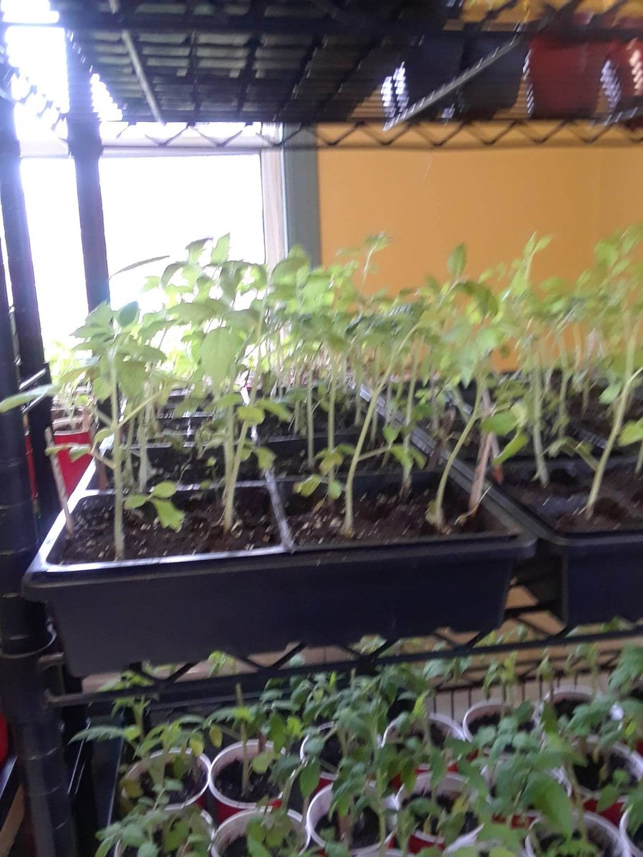 Southbarguy's tweet photo. How about giving this post a #retweet! I love South Bar it's a pretty unique #community in #CapeBreton made up of artists, musicians, fisherman, farmers, working people, etc. This week an #organic #greenhouse called 2 peas in a Pod opened. I'd like it to succeed! #cbpoli #nspoli https://t.co/iNUFrp4Kdw