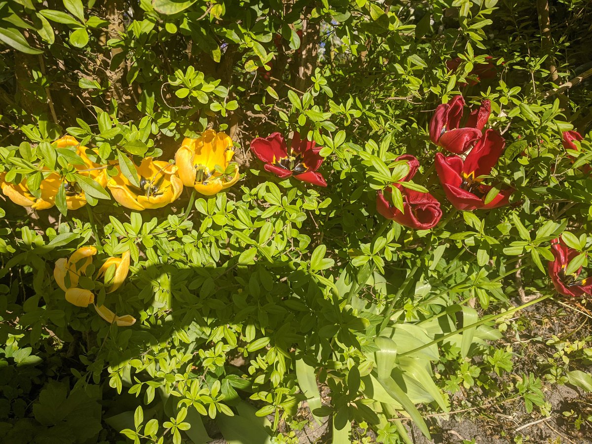 DavidJBertelsen's tweet photo. Det var lige godt satans! 
Der er også FCN farvekombinationer i haven...
Hvad findes der af hvide blomster?? https://t.co/plUNNpkUrw