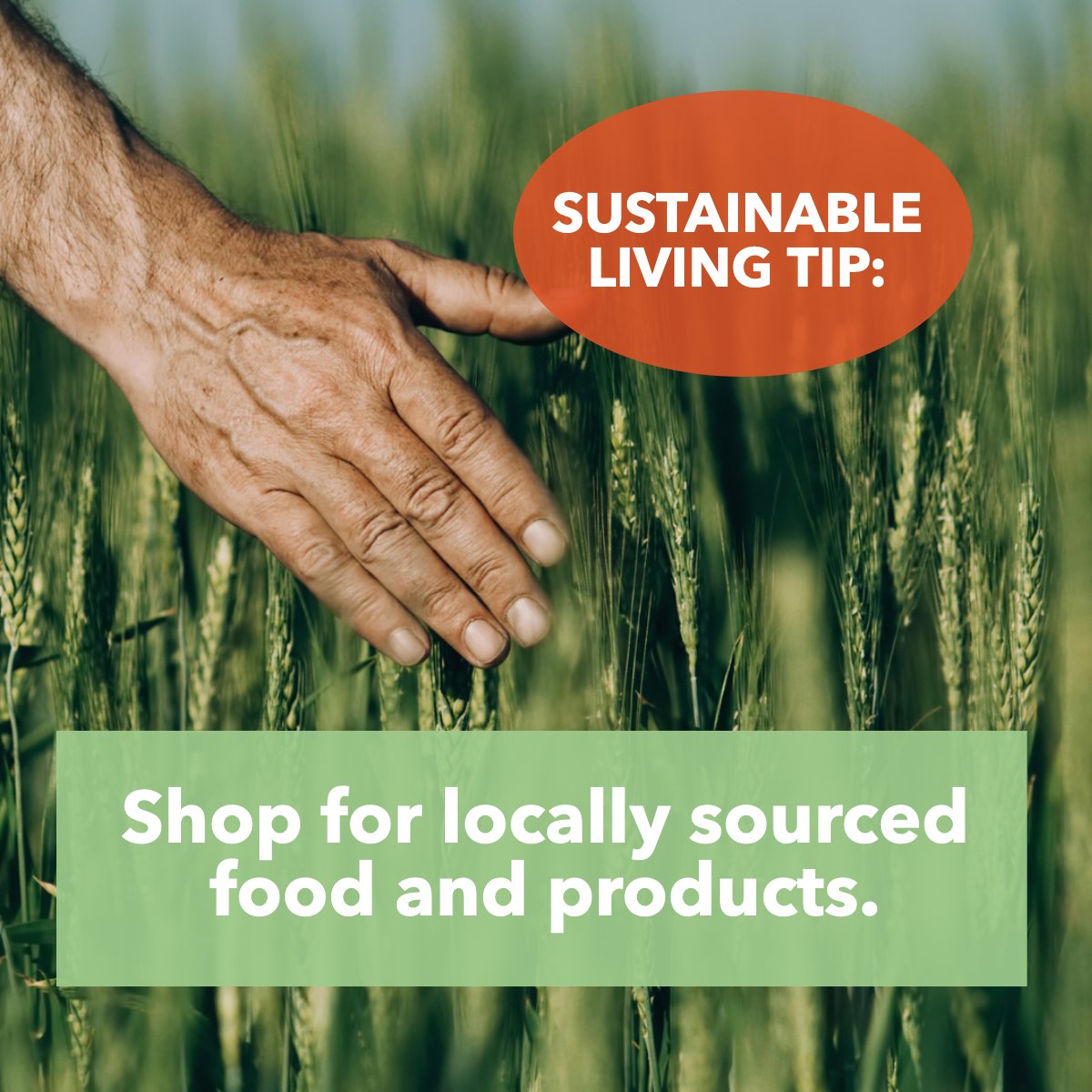 Help your local market! 💪 You will probably be able to get organic products and it will help you become more healthy with your food! 🍅

#sustainablelifestyle    #sustainable    #sustainablity    #sustainablefood