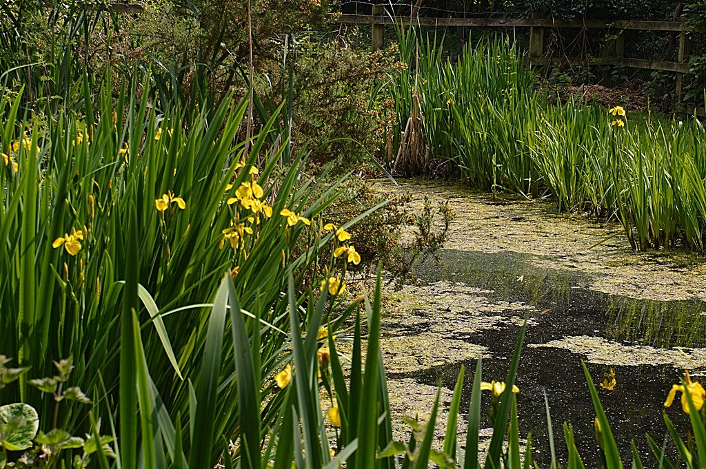 TheSuffolkMan's tweet image. #Suffolk has more ponds than any other county in #England