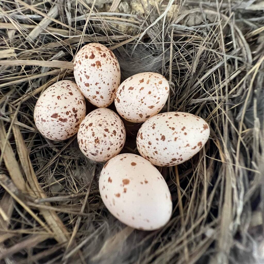 teraporg's tweet photo. ツバメさんがいない時にパシャっと。

卵🥚が6個〜ψ(｀∇´)ψ

んっ？🤔

2個増えとる😬

#ツバメ #ツバメの巣 https://t.co/amfvxdisc4 https://t.co/wocE1NlUh2