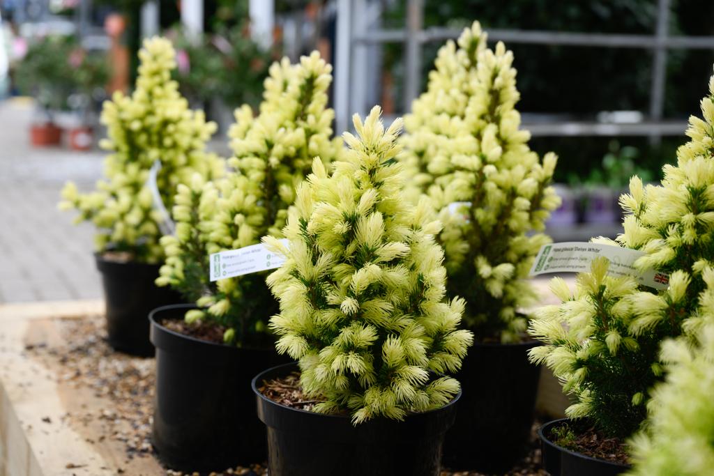 VanHage's tweet image. Picea glauca 'Daisys White' is a slow growing annual (2- 6cm). This striking feature plant has unique white growth in the Spring. It is hardy and suitable for all soils. UK grown.
#springplants #gardening #garden #vanhage #springbedding #gardenborders #perennials #bluediamond