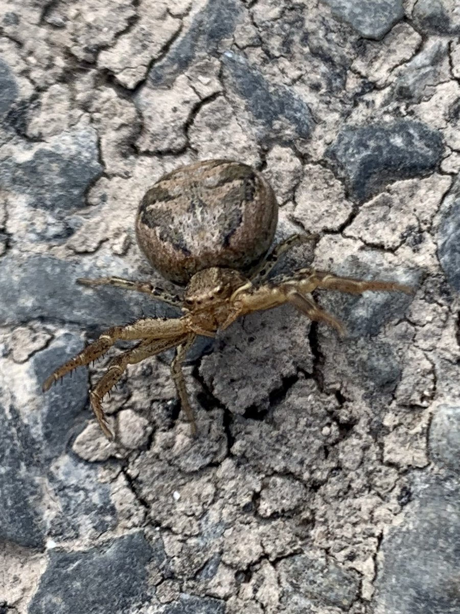 rodda291's tweet photo. Crab spiders on a nature walk @BritishSpiders @DorsetWildlife @NatureUK @NatureUK @Buzz_dont_tweet #spiders #dorset #uknature https://t.co/gizZL2oIn3