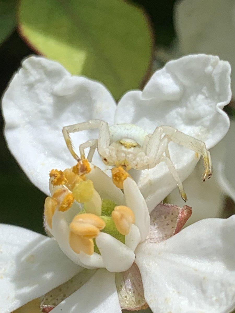 rodda291's tweet photo. Crab spiders on a nature walk @BritishSpiders @DorsetWildlife @NatureUK @NatureUK @Buzz_dont_tweet #spiders #dorset #uknature https://t.co/gizZL2oIn3
