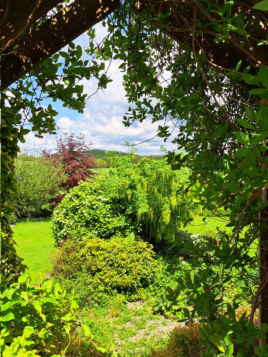 Out the back, May 2023 #sunshine #SummerIsComing #laburnum #photography #backgarden