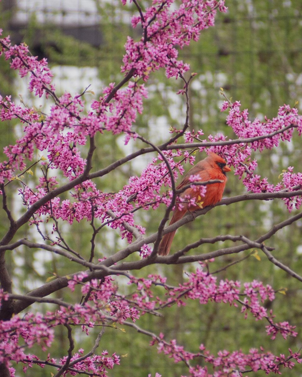 Spring has arrived & so have the cardinals! These vibrant red birds are a common sight in the zoo & gardens all over the city during spring, as they search for nesting sites & mate with their partners.  #urbanwildlife 

#FanPhotoFriday 📸 @lmalkus