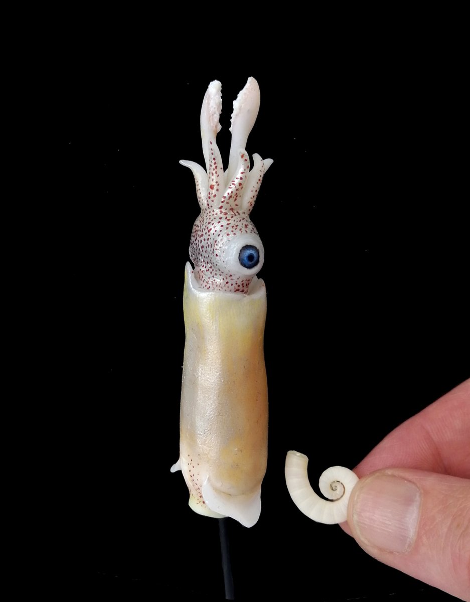 Did you know that the Ram’s Horn Squid, Spirula spirula, was filmed alive for the first time less than 3 years ago?! This deep-sea squid uses its internal shell for buoyancy and can emit a green light from its mantle #CephalopodWeek #WednesdayWisdom