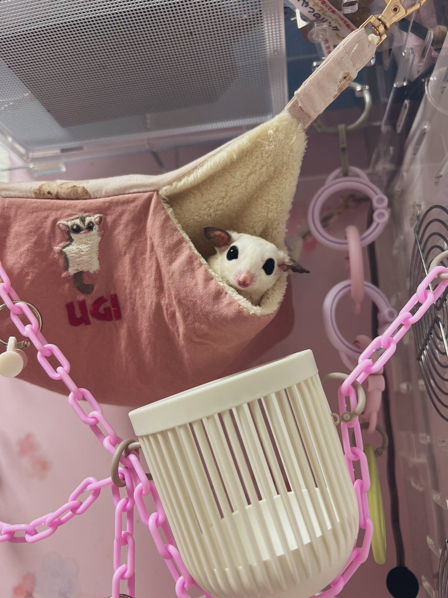 ひょっこりはん！