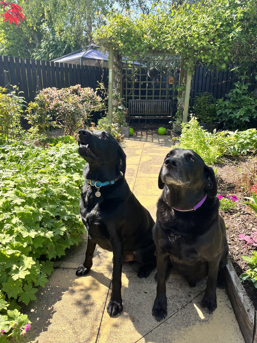 AlfieWoofWoof 🌈 & Dougal tweet media