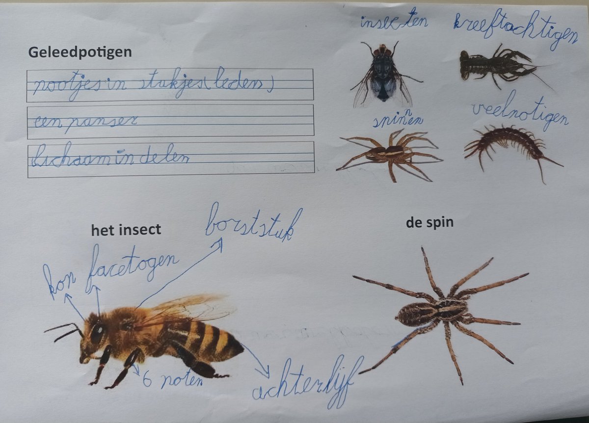 De eerste week van het nieuwe thema 'natuurspeurders' zit er alweer op in groep 3. Deze week ging het over het insect. Wat zijn de kenmerken, wat is ongewerveld en waarom valt hij onder de geleedpotige dieren? Veel gelezen, geschreven, getekend en insecten van dichtbij bekeken.