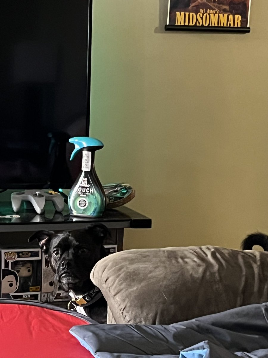 TylerCramer__'s tweet image. Whenever Oliver eats when Darcy isn’t home, after every bite he stares at me for approval