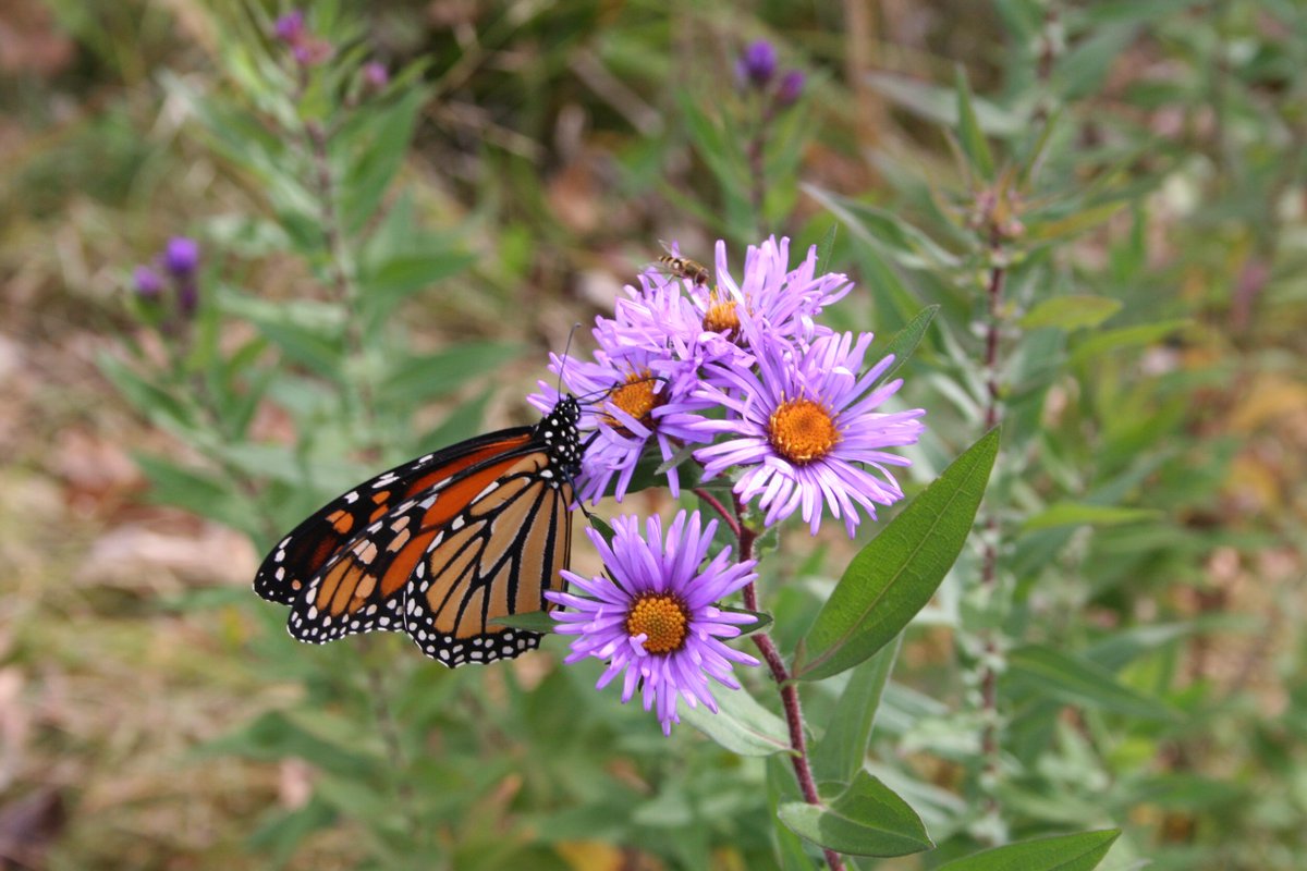 Blue Thumb tweet media