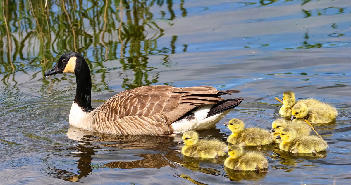 CJFPhotos's tweet photo. Mum and goslings. @BBCCountryfile @WildlifeMag @PhotoPlusMag @PhotographyWeek @GettyImages @alamy @Natures_Voice @WildlifeTrusts @EDP24 @Countrylifemag @Natures_Voice  @DigitalCameraW #latchfordlakes #canonphotography #suffolkwildlifetrust #rspb #NaturePhotography https://t.co/CyX8bZjE8P