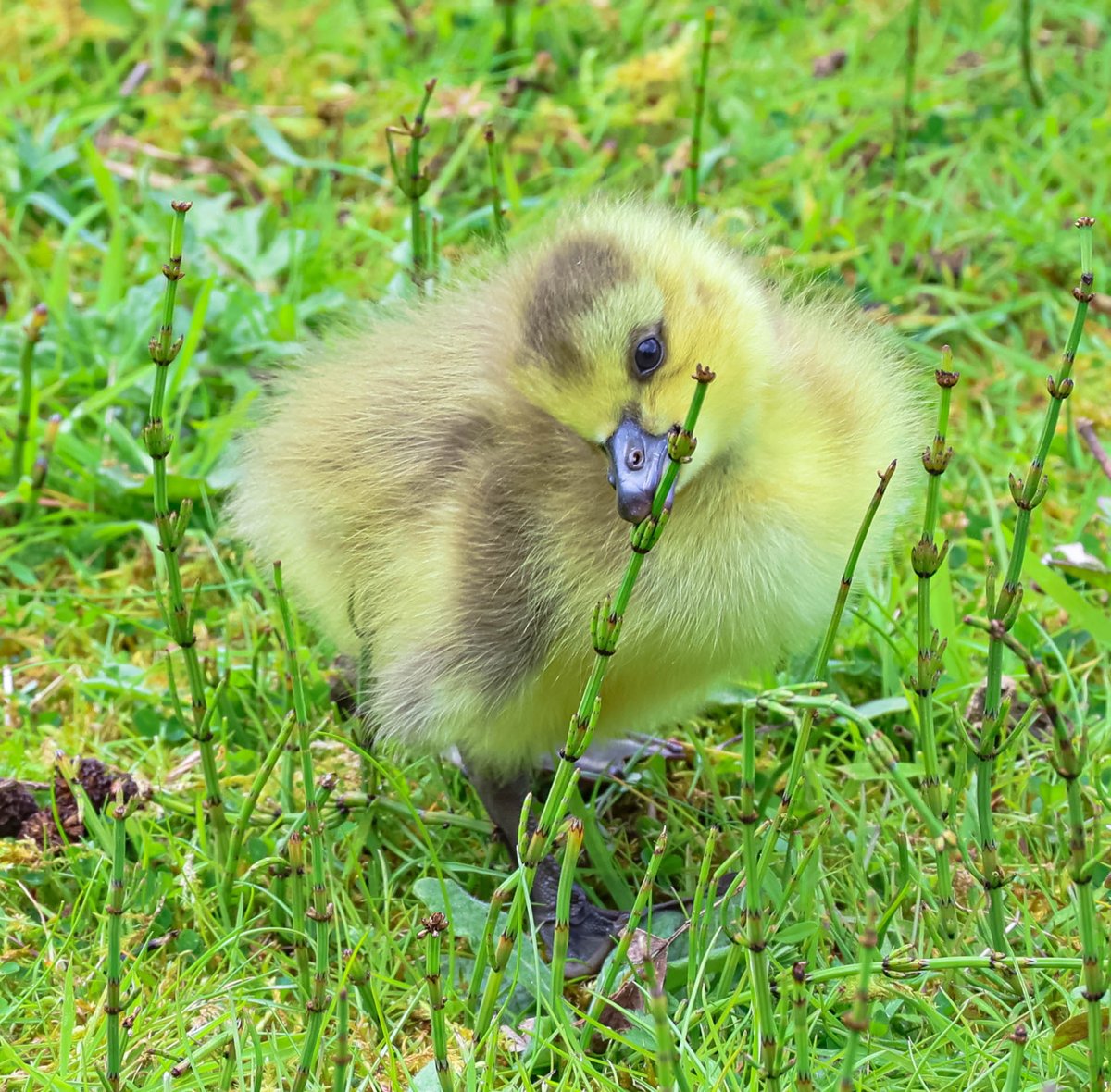 CJFPhotos's tweet photo. Mum and goslings. @BBCCountryfile @WildlifeMag @PhotoPlusMag @PhotographyWeek @GettyImages @alamy @Natures_Voice @WildlifeTrusts @EDP24 @Countrylifemag @Natures_Voice  @DigitalCameraW #latchfordlakes #canonphotography #suffolkwildlifetrust #rspb #NaturePhotography https://t.co/CyX8bZjE8P