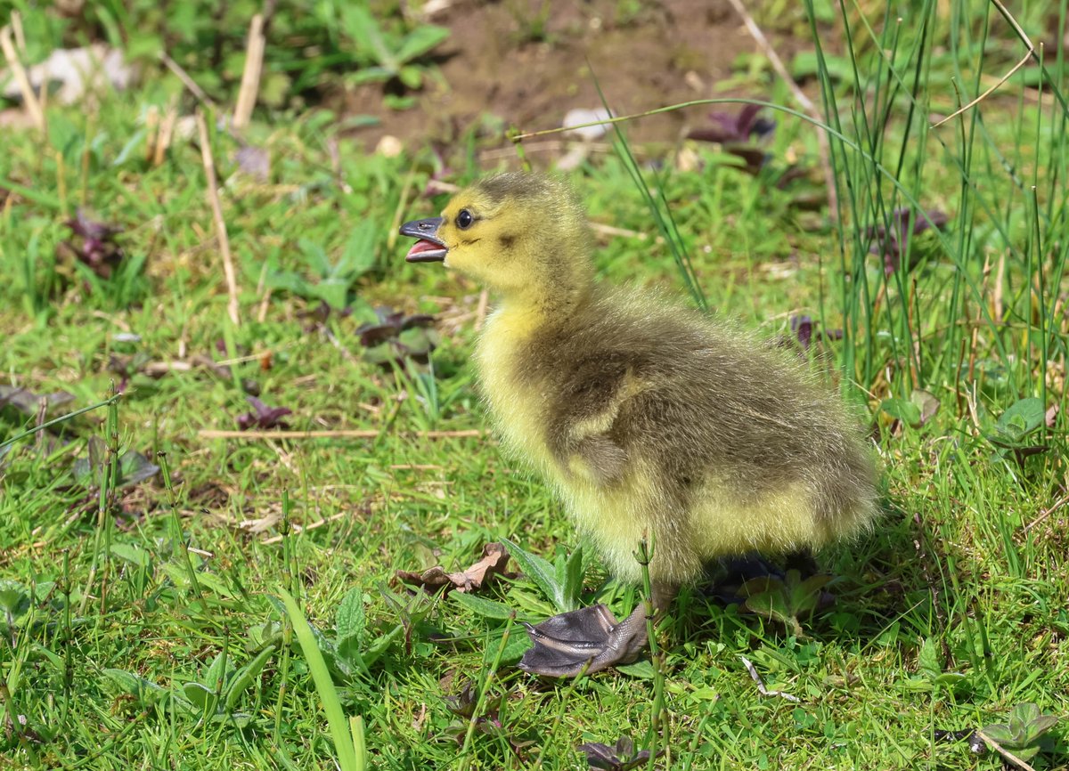 CJFPhotos's tweet photo. Mum and goslings. @BBCCountryfile @WildlifeMag @PhotoPlusMag @PhotographyWeek @GettyImages @alamy @Natures_Voice @WildlifeTrusts @EDP24 @Countrylifemag @Natures_Voice  @DigitalCameraW #latchfordlakes #canonphotography #suffolkwildlifetrust #rspb #NaturePhotography https://t.co/CyX8bZjE8P