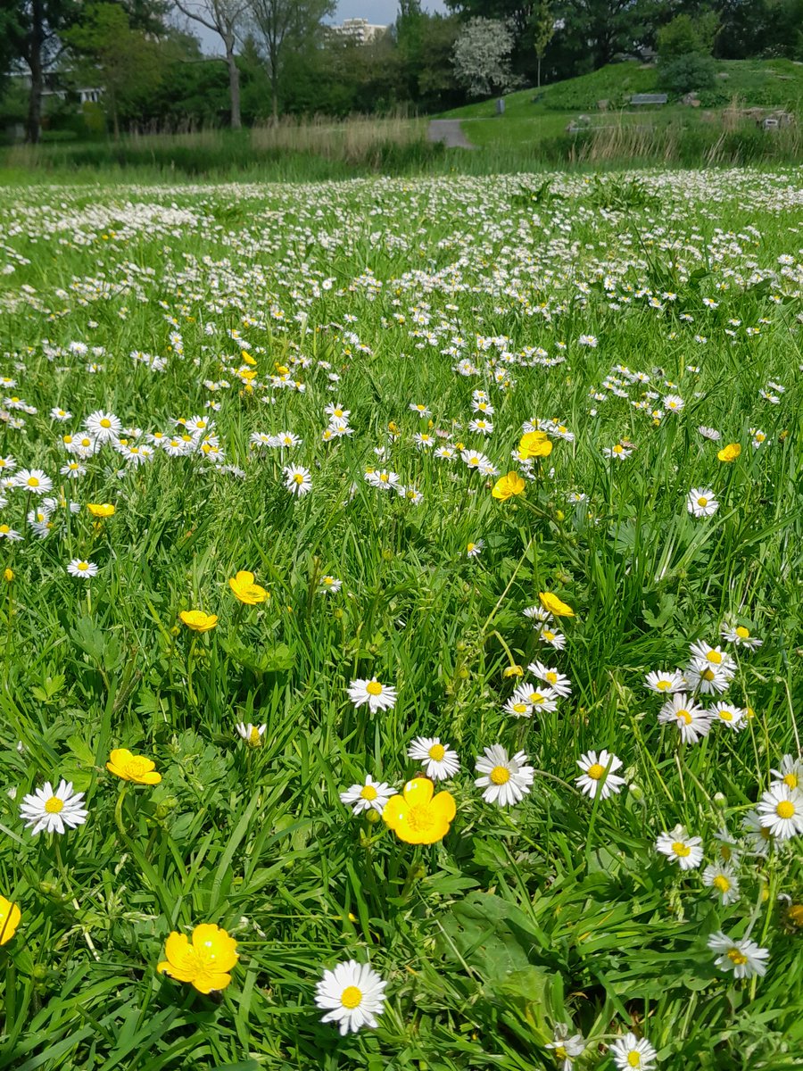 Maai mei niet, zulke bloemen zeeen laten we als het kan even staan voor de bijen en insecten