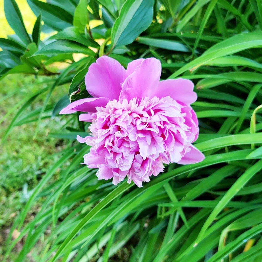 The hubs took this picture yesterday while mowing our yard. 🌷🌻🌸🌼🥀

#flower #thenewclassy #northcarolina #mountairy #mountairync #visitmountairy #visitmtairy #mtairy