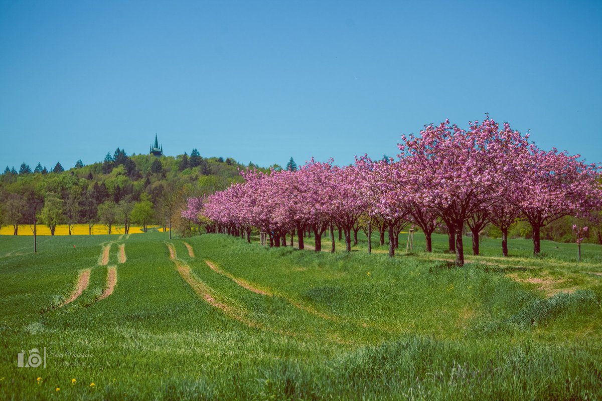 sonak_94's tweet photo. Chudenické krásy. 😊 Rozkvetlá sakurová alej a Bolfánek. Rozhodně to stojí za návštěvu. 😁
@sumavanet 
#sakura #chudenice #plzenskykraj #turistika #czechnature #NaturePhotography #naturelovers #nature #Czechia #tipnavylet #bolfanek https://t.co/H9I16IGON8