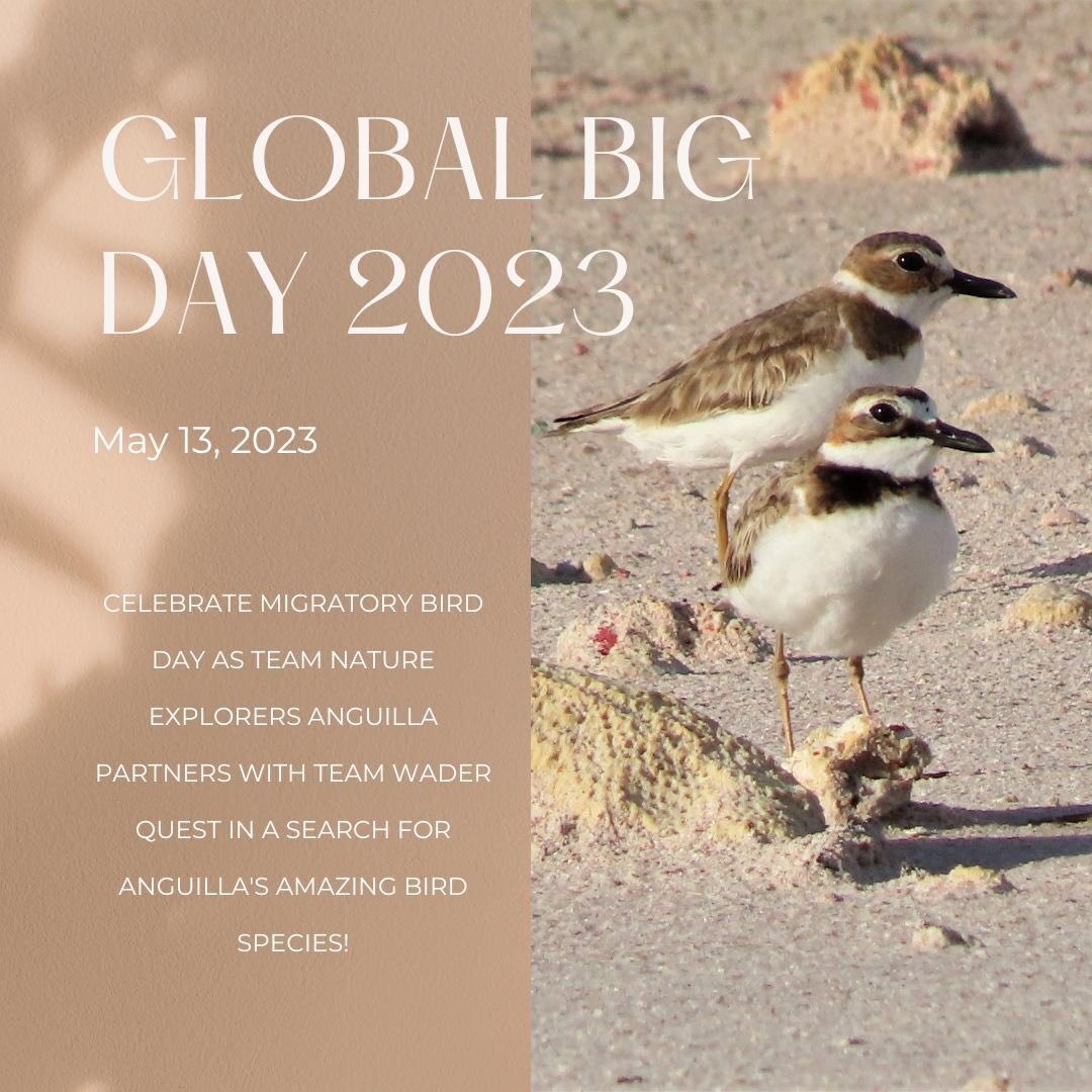 Nature Explorers Anguilla will once again partner with @waderquest and @globalbirding for #GlobalBigDay2023 !

#Anguilla #birds #birdwatching #birdsofanguilla #migratorybirdday #BirdTwitter #TwitterNatureCommunity