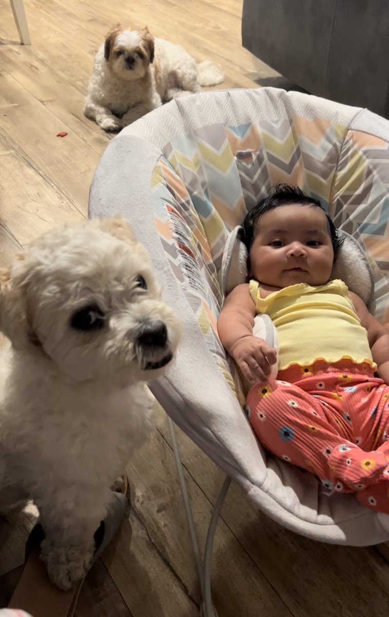 mxrinnaa2's tweet image. Rest in peace Teddy 😔🤍 princess and Belen will miss you. I love you.. i hope you have all the treats in doggy heaven😭