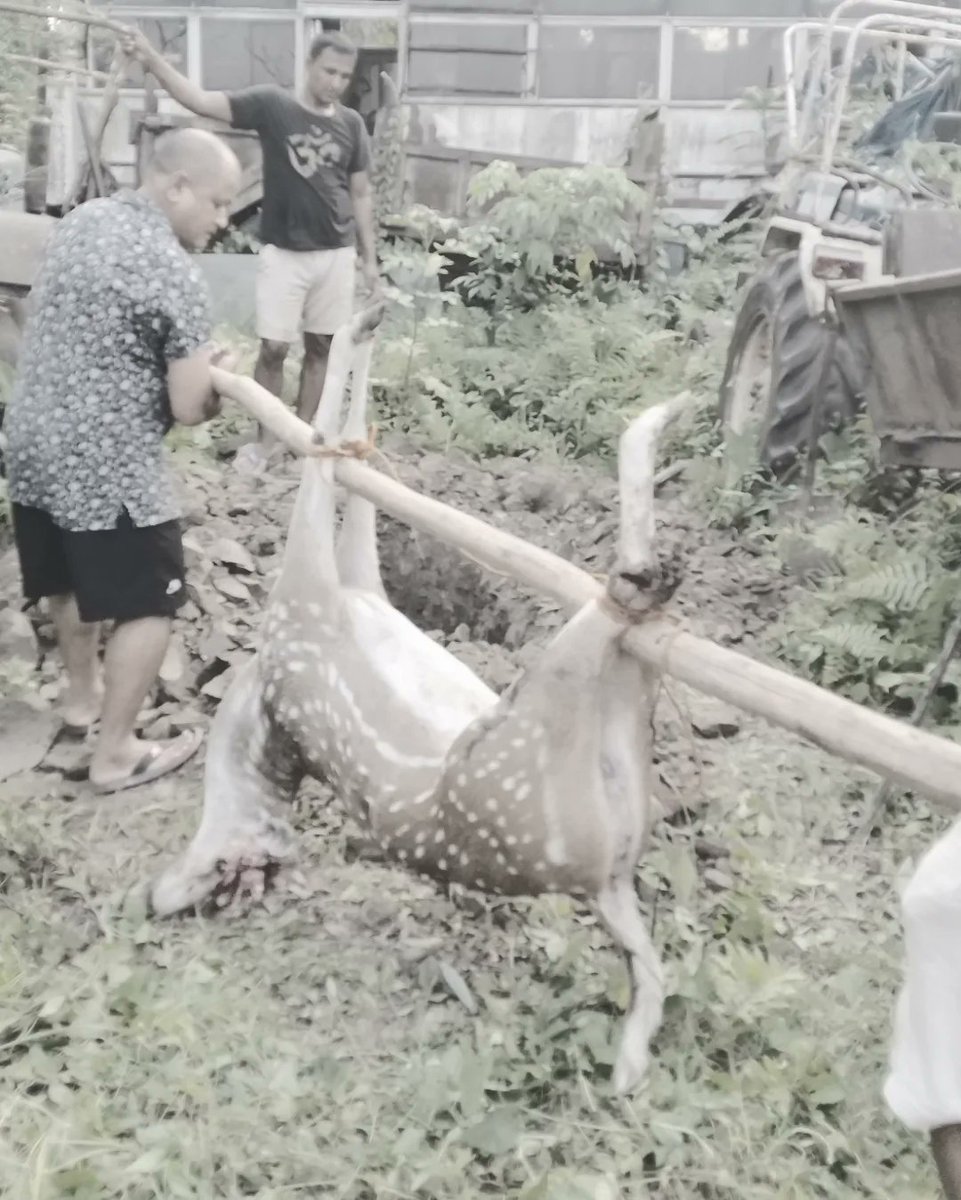 95d_poker's tweet photo. Highways have been built in Nepal through the jungle. The situation after the failure to protect the habitat of wildlife.
Employees of the Sector Forest Office performing the funeral of Chittal after the injured Chittal could not be saved.This world is also the world of wildlife. https://t.co/gXRTO2wHJ8