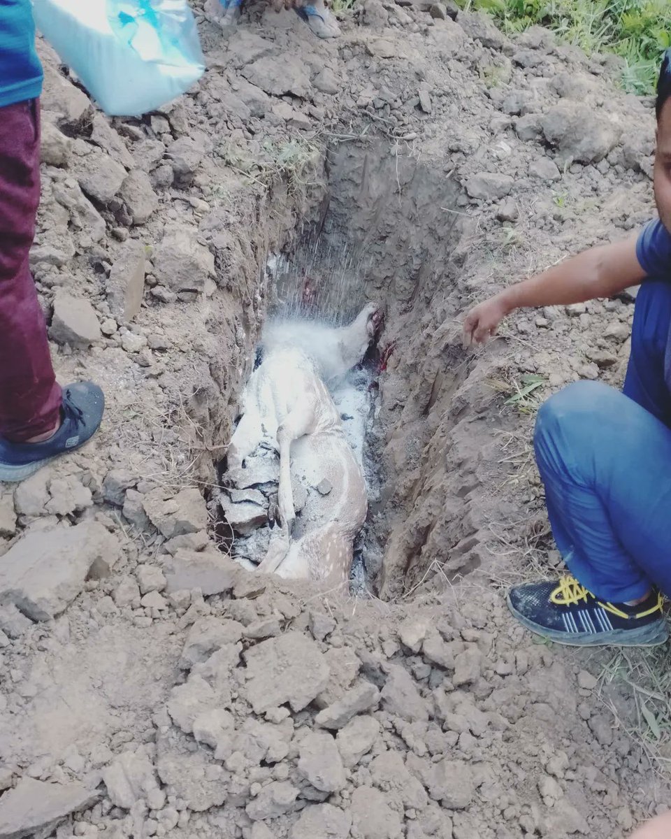 95d_poker's tweet photo. Highways have been built in Nepal through the jungle. The situation after the failure to protect the habitat of wildlife.
Employees of the Sector Forest Office performing the funeral of Chittal after the injured Chittal could not be saved.This world is also the world of wildlife. https://t.co/gXRTO2wHJ8