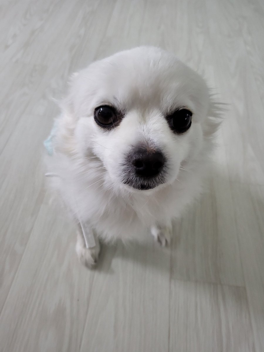 bosss0820's tweet photo. 가족찾는 모찌🐾🤍
이사 가는 곳이 반려견금지라는 이유로 파양당했어요
5년간 함께 하던 가족과 헤어진 모찌지만,
임보처에서 사랑받으며 잘지내고 있습니다.
다만 임보기간도 끝이 나가고 있으며…
입양문의도 없습니다ㅠㅠ 
6살이란 나이때문일까요?
아직 아가아가한 모찌 가족찾아요! https://t.co/AuY9abkBtZ