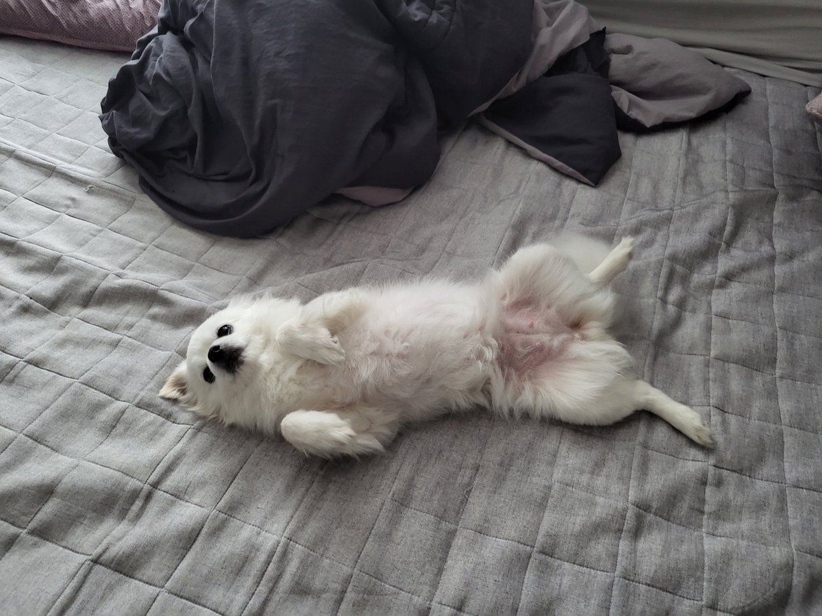 bosss0820's tweet photo. 🔽프로필🔽
🐾 중성화 완료 여아
🐾 6살
🐾 3.5kg
🐾 대인사회성 보통
🐾 대견사회성 부족하여 다른 아이들을 보면 짖음이 있으나 친해지면 괜찮음
🐾 짖음 있음

더 자세한 사항은 댓글 후 DM 부탁드립니다 https://t.co/S0gIBBT2Mv