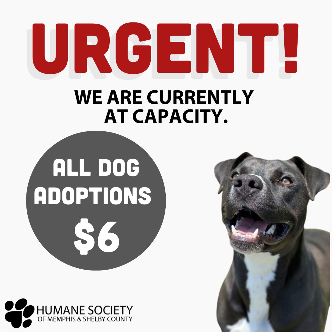 URGENT CALL: Our shelter is currently at capacity, and we are unable to take in more animals from the community. 

All dog adoptions are $6 until we clear the shelter! Come meet a dog – no appointment necessary – and apply to adopt today! memphishumane.org