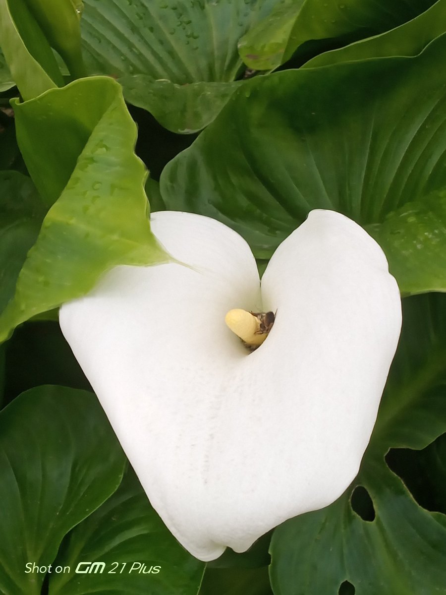 Solumuzda huzur mutluluk umut sevgi eksik olmasın keyifli akşamlar canlarım benim