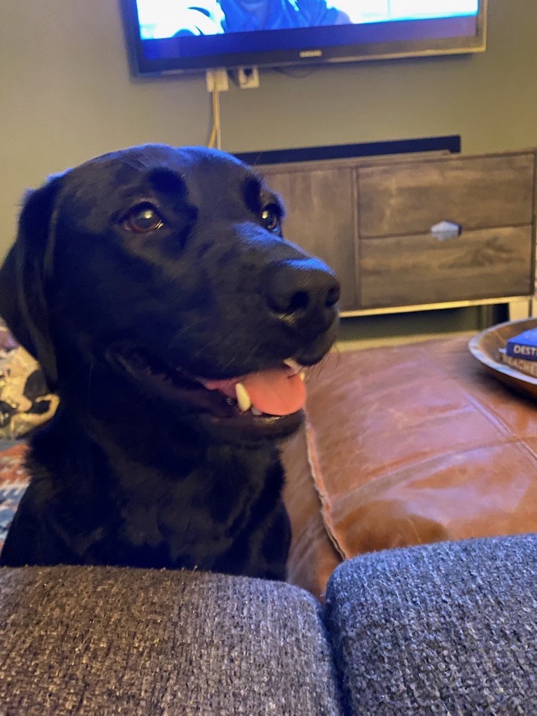 The next pet week feature is here!

Today we are showing off our Marketing Director, Katie, and her 3 pups: Molly, Newman and Remi. Two Aussies and a black English lab.

3 dogs certainly keep her occupied!

#NationalPetWeek