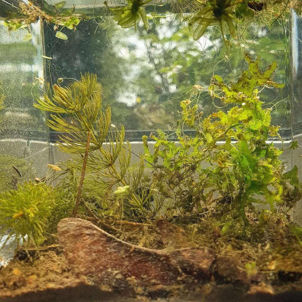 Mumblebug_'s tweet photo. Indoor pond for microscope samples plus it's beautiful!

.
.
.
.

#microcosmos #wildlifebiology #microscope #pond #biology #microbiology #microscopefun #pondlife Read more here: https://t.co/y0ZTLVdo8i https://t.co/8NeRTk1pVP