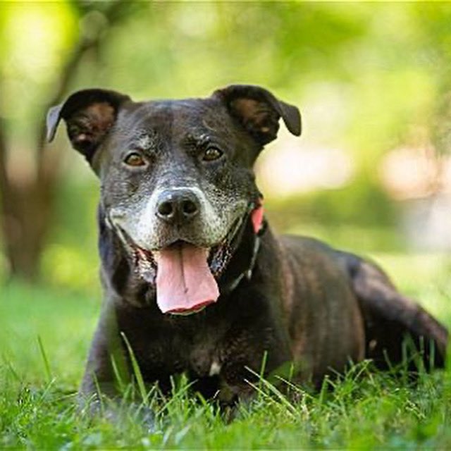 ADOPT: Angus!!

Our friends at <a href="/BR_DogRescue/">Bonaparte's Retreat</a> share that this sweet fella is 9 years young and full of love and loves car rides! SENIOR DOGS RULE. ✌️❤️🐶